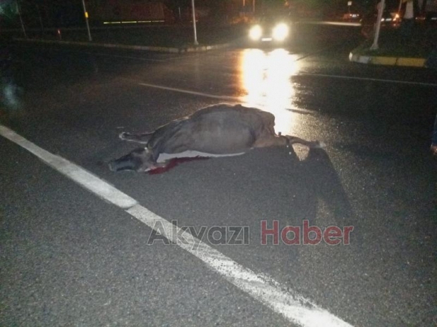 Akyazı'da ambulansın çarptığı ineğin sahibi bulundu