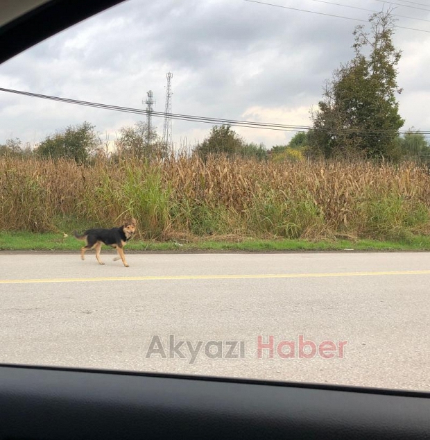 D-140 da köpekler tehlike saçıyor
