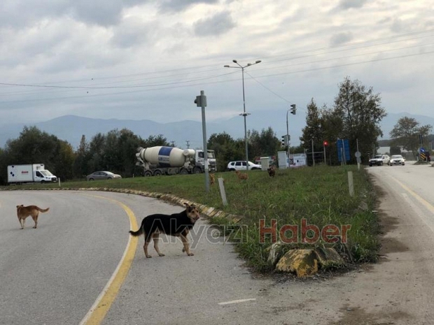 D-140 da köpekler tehlike saçıyor