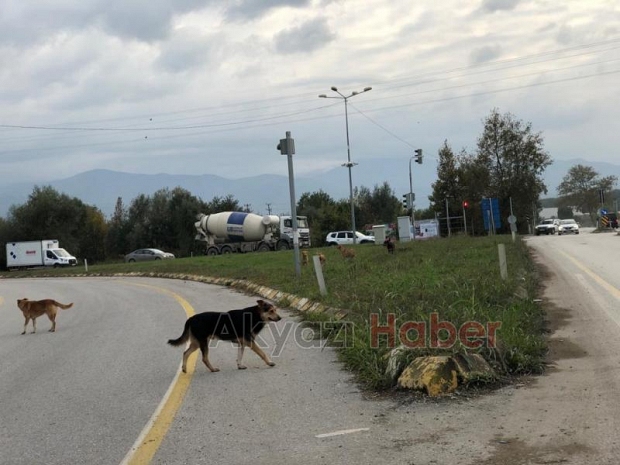 D-140 da köpekler tehlike saçıyor