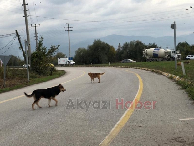 D-140 da köpekler tehlike saçıyor