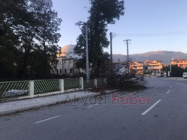 Kuzuluk'ta rüzgar ağacı yıktı