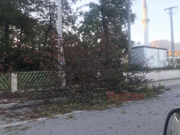 Kuzuluk'ta rüzgar ağacı yıktı