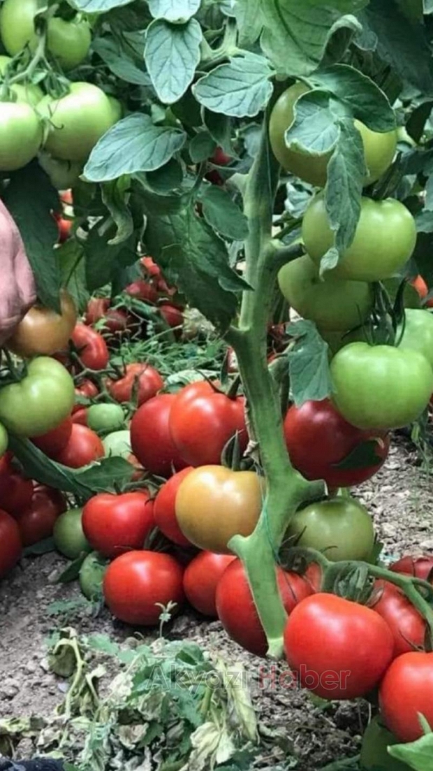 Efecan Tanzim Satışta her gün en ucuz fiyat