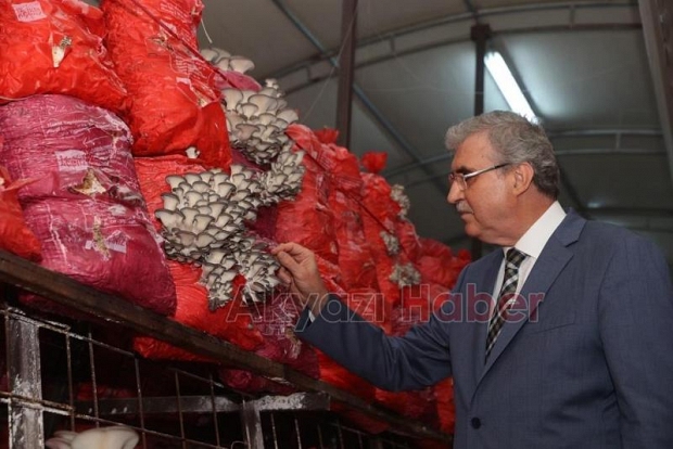 Sakarya Büyükşehir 20 ton istiridye mantarı üretimi hedefliyor