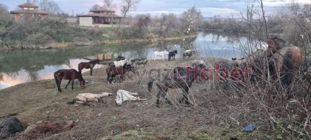 At kasapları serbest kaldı