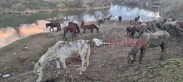 At kasapları serbest kaldı