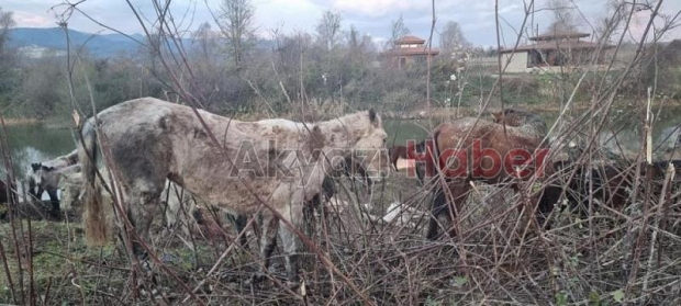 At kasapları serbest kaldı