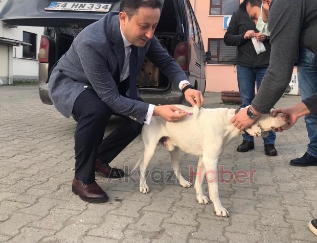 Evcil hayvanlara mikroçip takılıyor