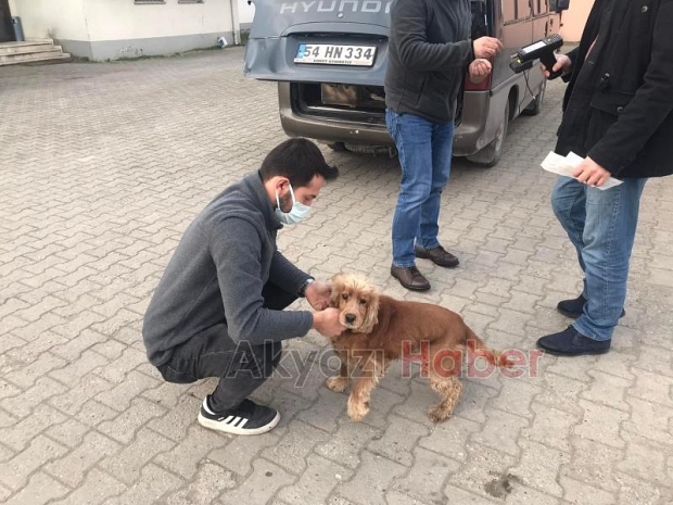 Evcil hayvanlara mikroçip takılıyor