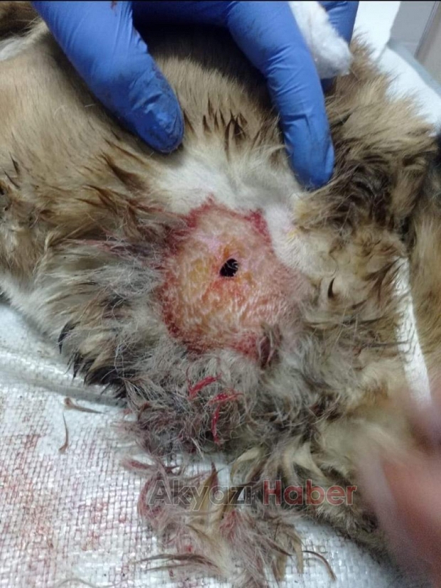 Akyazı'da sahipli köpeği vurdular