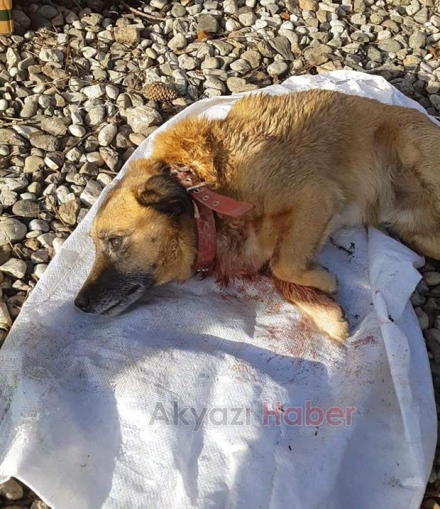 Akyazı'da sahipli köpeği vurdular