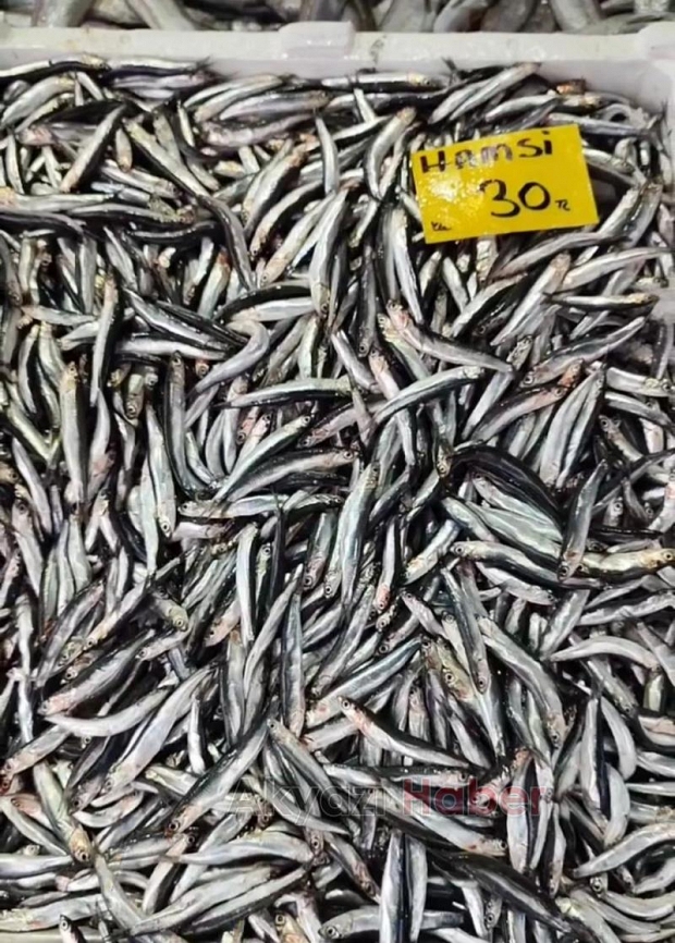 Hamsinin muhteşem dönüşü