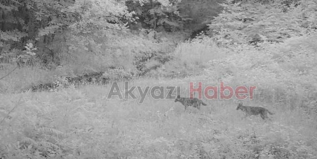 Sakarya'da yaban hayatı fotokapana yansıdı