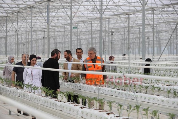 Seracılık Mükemmeliyet Merkezi’nde 65 bin kök domates fidesi dikildi