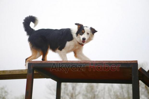 Canları kurtaracak köpekler en zor güne hazırlanıyor