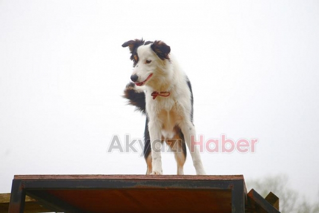 Canları kurtaracak köpekler en zor güne hazırlanıyor
