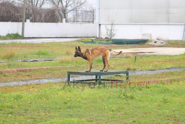 Canları kurtaracak köpekler en zor güne hazırlanıyor