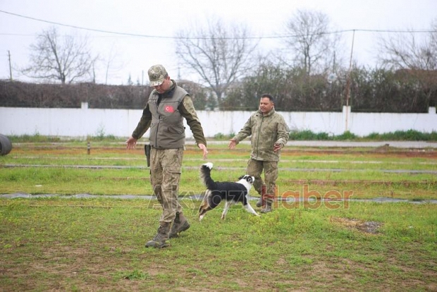 Canları kurtaracak köpekler en zor güne hazırlanıyor