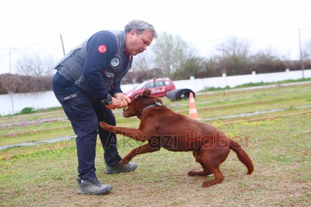 Canları kurtaracak köpekler en zor güne hazırlanıyor