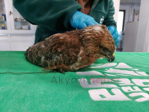 Yaralı Kızıl Şahin tedavi altına alındı