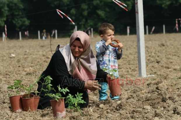 Akyazı’da Kara Mürver fideleri toprakla buluştu