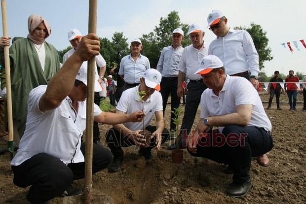 Akyazı’da Kara Mürver fideleri toprakla buluştu