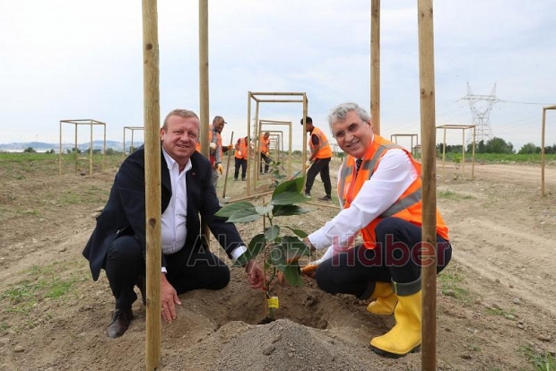 Büyükşehir avokado yetiştirecek; İlk fidanlar toprakla buluştu