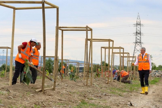 Büyükşehir avokado yetiştirecek; İlk fidanlar toprakla buluştu