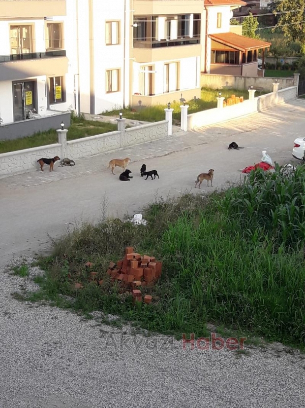 Sürü halinde dolaşan sokak köpekleri korku saçıyor