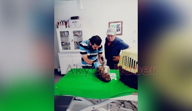 Yaralı bulunan yılan kartalı tedavi ediliyor