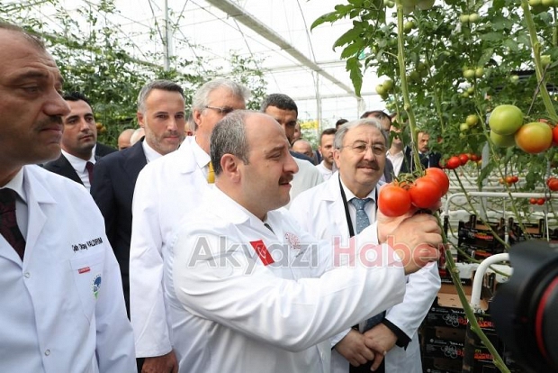  Bakan Varank Akyazı'da domates hasadı yaptı