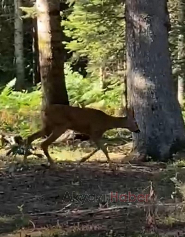 Yaylada karacayı görüntüledi