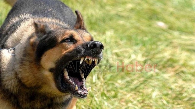  Estetik masraflarını köpeğin sahibi öder