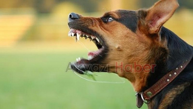  Estetik masraflarını köpeğin sahibi öder