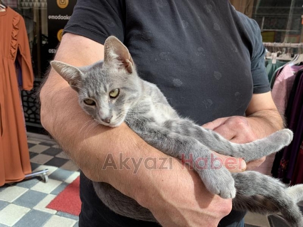 Kedi mağazadaki elbiseyi götürdü