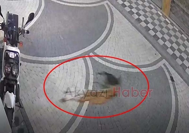 Kedi mağazadaki elbiseyi götürdü