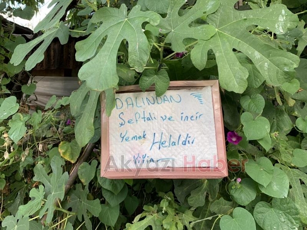 Bu bahçeden meyve yemek serbest!