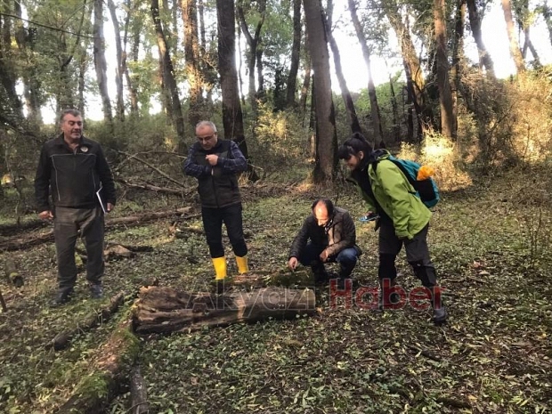 Dişbudak zümrüt kurdu alarmı