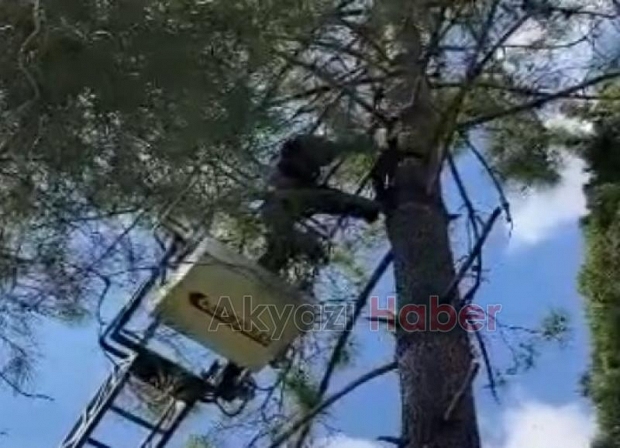 Akyazı'da kedi kurtarma operasyonu
