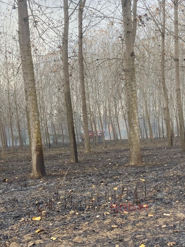 Akyazı'da anız yangını