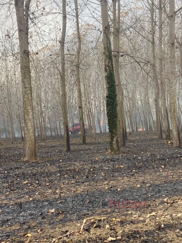 Akyazı'da anız yangını