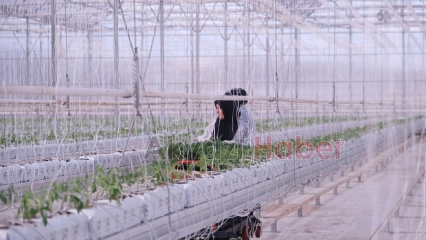 700 ton domates hasat edilen Akyazı'da yeni fideler dikildi