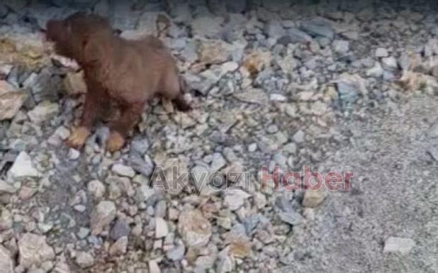 Kuyuya düşen yavru köpeğin imdadına itfaiye koştu