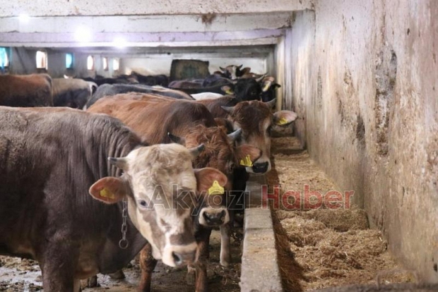 Şap alarmı; Yasağa uymayana 46 bin 159 lira ceza kesilecek