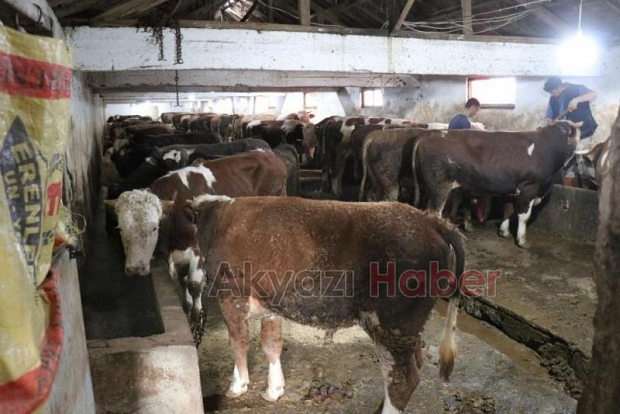 Şap alarmı; Yasağa uymayana 46 bin 159 lira ceza kesilecek