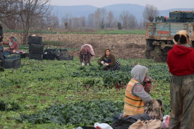Kış aylarının vazgeçilmezi ıspanağın hasadı sürüyor