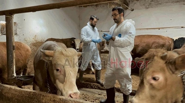 Sakarya Hayvan Pazarı ile ilgili son durum
