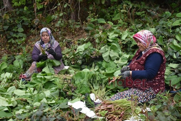 Birçok derde şifa Kaldirik otu toplanmaya başlandı