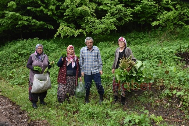 Birçok derde şifa Kaldirik otu toplanmaya başlandı